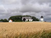 Blick über Kornfeld zur Sankt Pouls Kirche - Poulsker